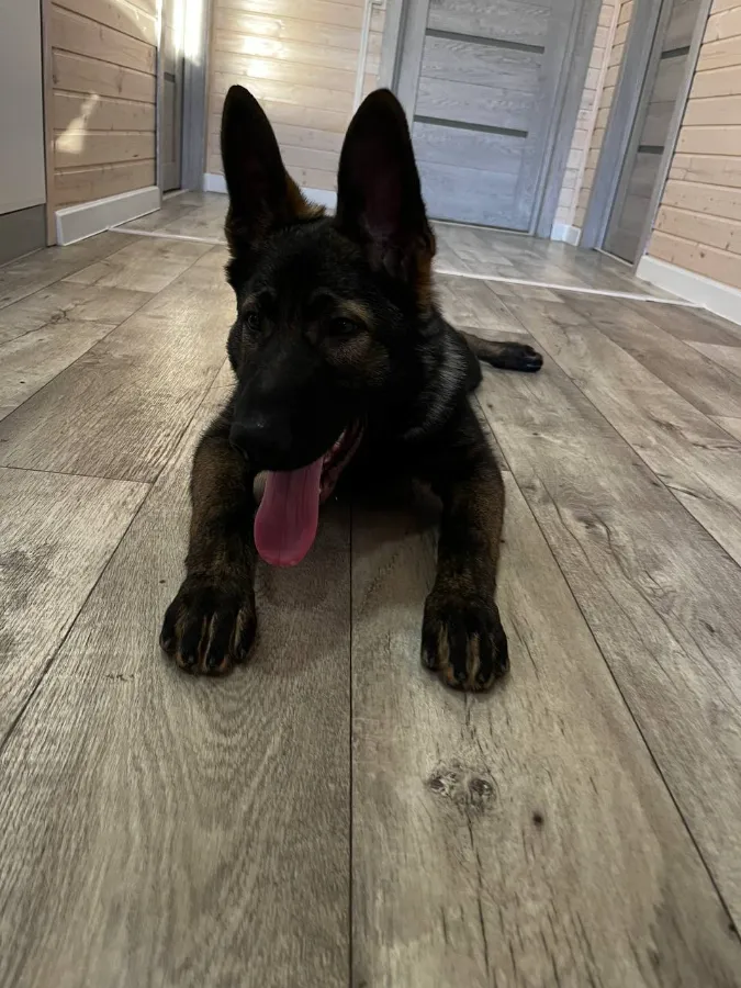 Признаки теплового удара у собаки