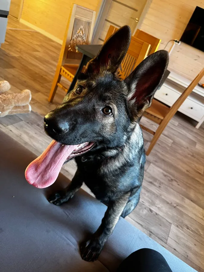 Организация пространства для щенка первые дни