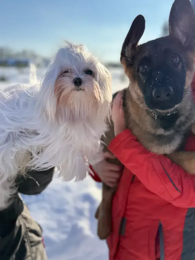 Почему собака лает на других собак на улице