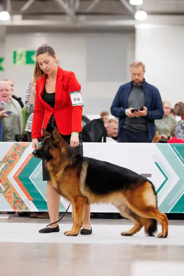 Подготовка щенка к выставке план обучения