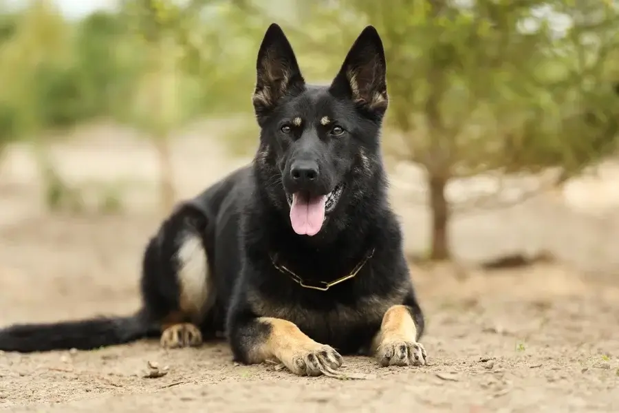 подрощенная овчарка фото