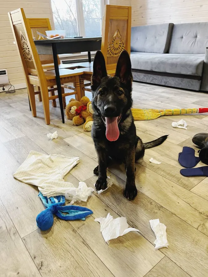 Подростковый возраст у собак уход и воспитание