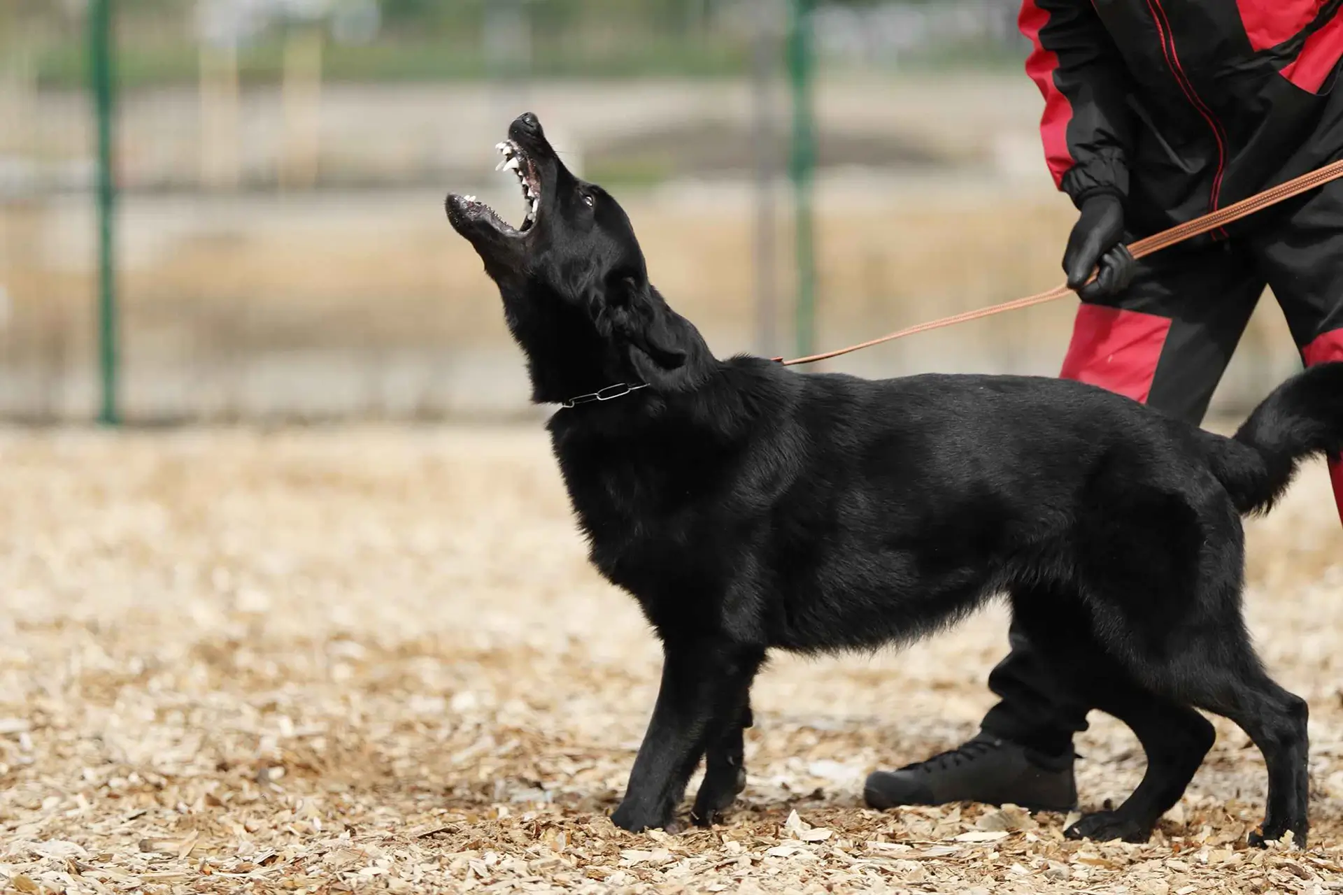 постоянные зубы немецкой овчарки после смены молочных