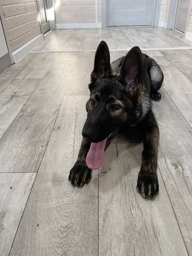 Тепловой удар у собак симптомы и признаки