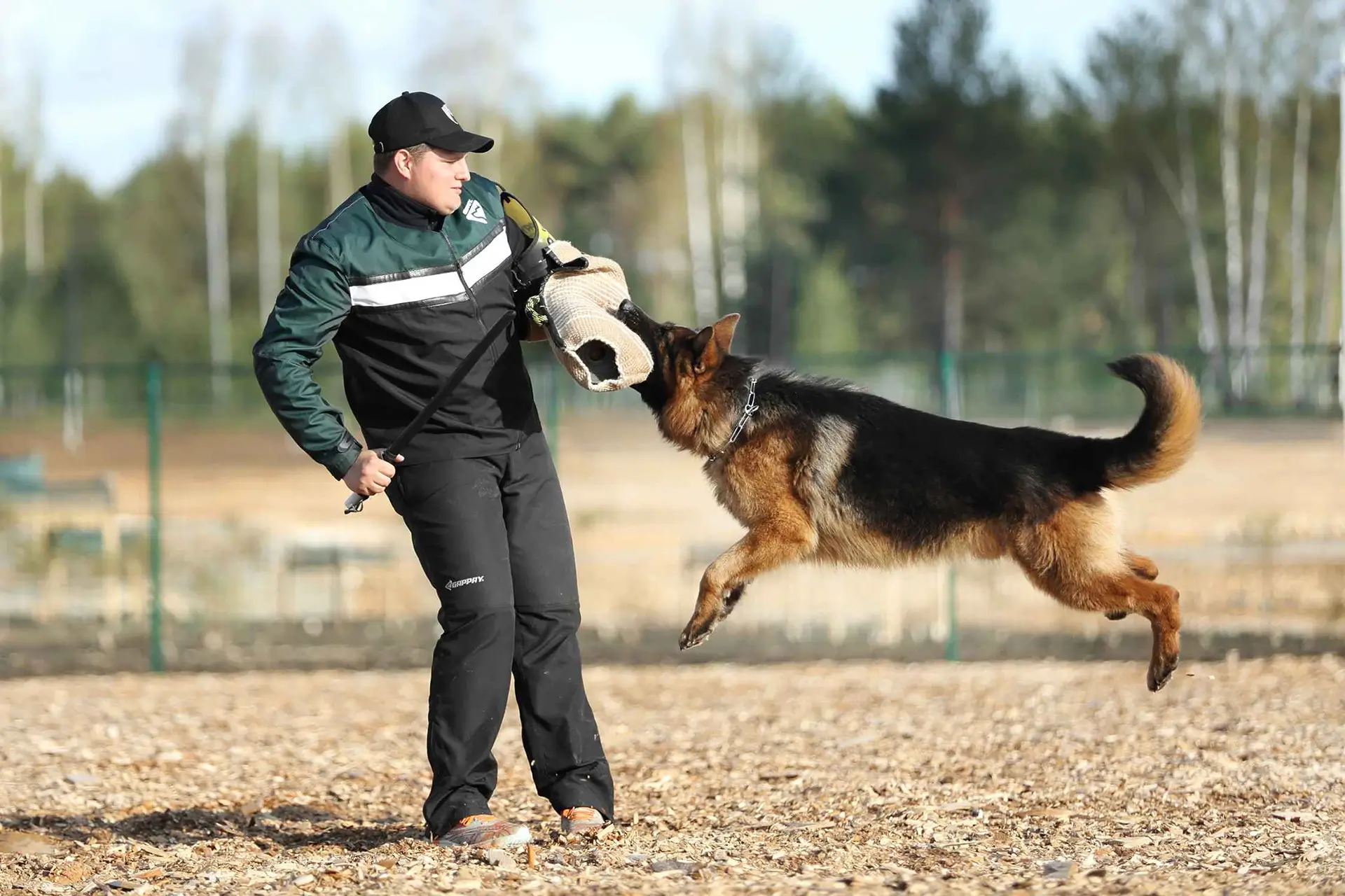 проблемы при смене зубов у немецкой овчарки и их влияние на хватку