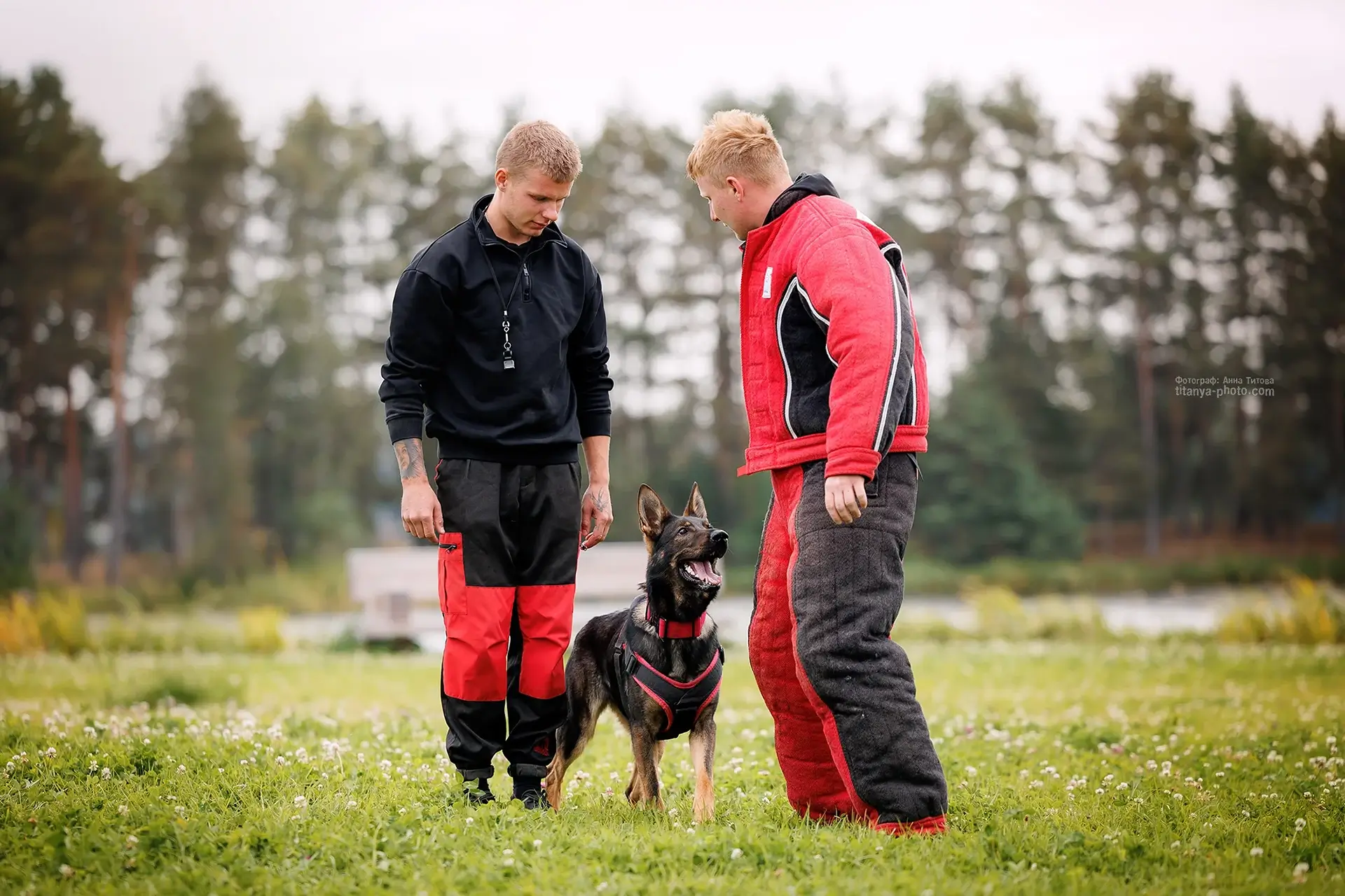 профессиональная дрессировка собак со специалистом