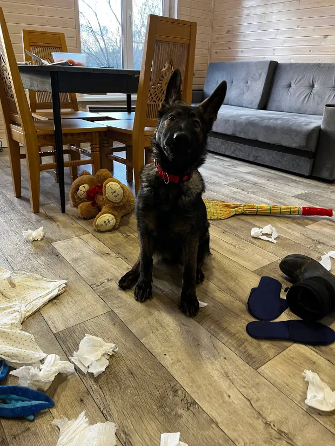 Пубертат у собак агрессия в подростковый период