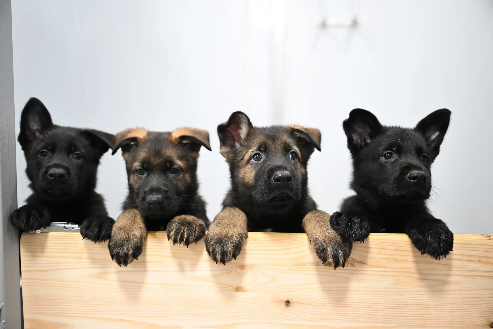 ранняя социализация щенков в помете