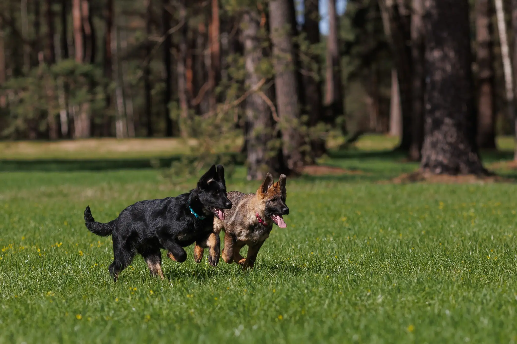 воспитание щенка немецкой овчарки