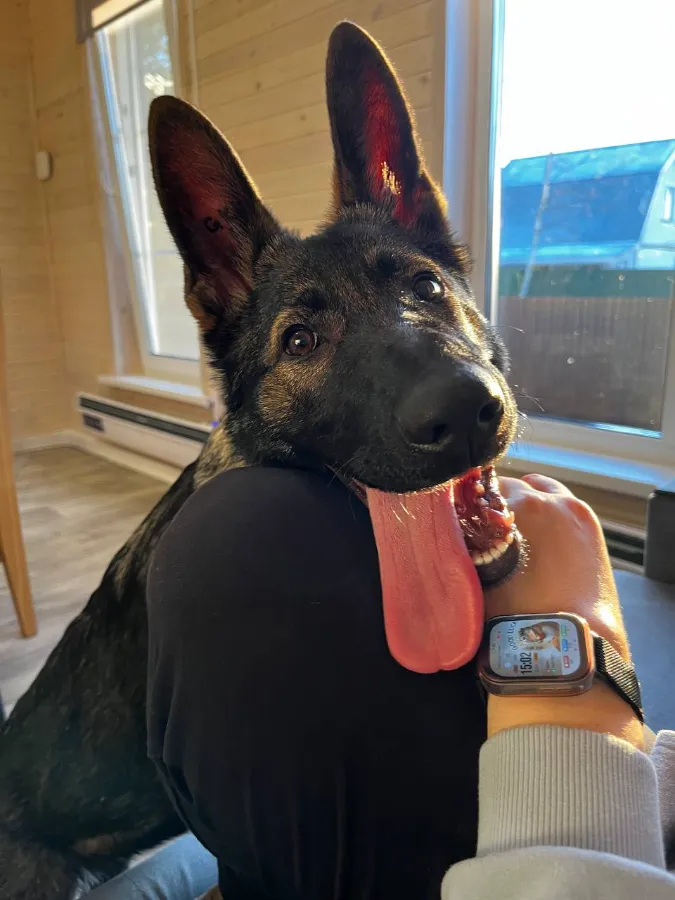 Режим дня щенка в новом доме