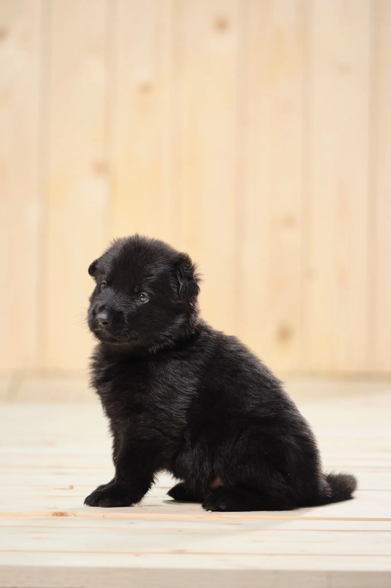 уход за щенком немецкой овчарки