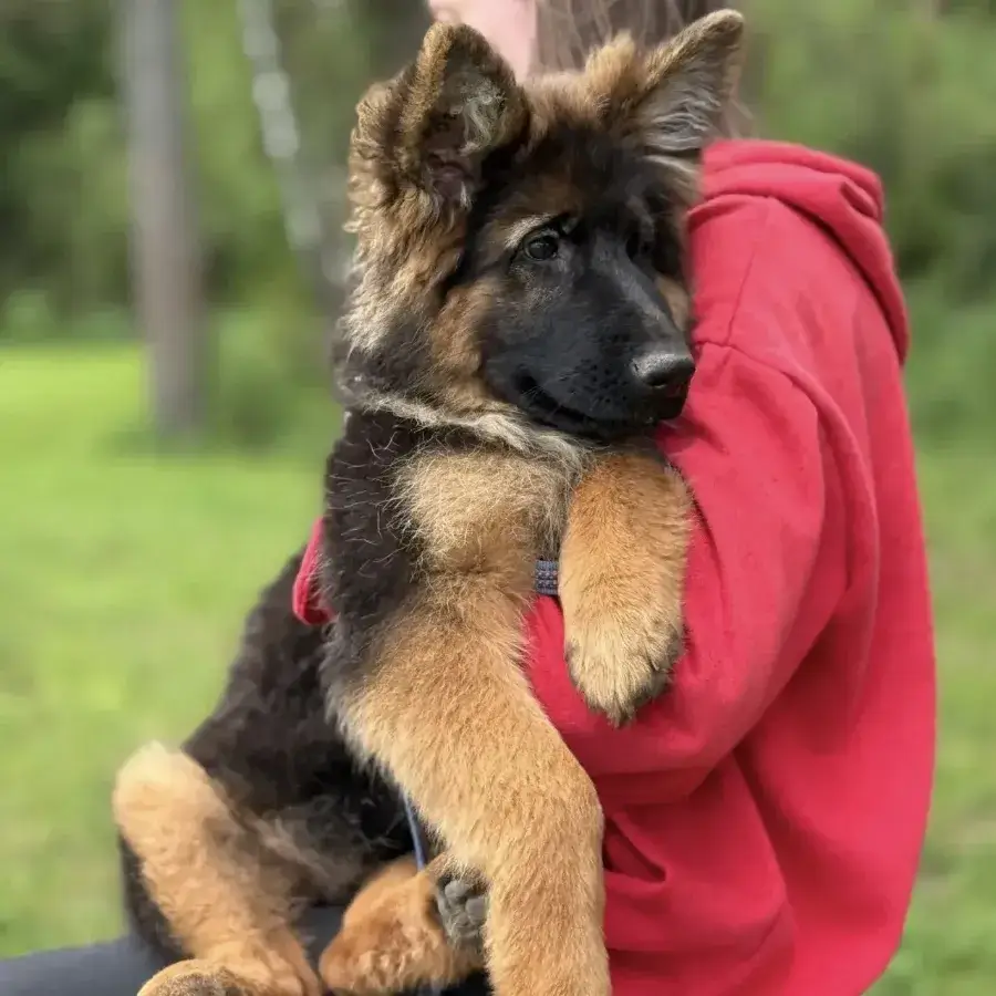 черная длинношерстная немецкая овчарка фото морды