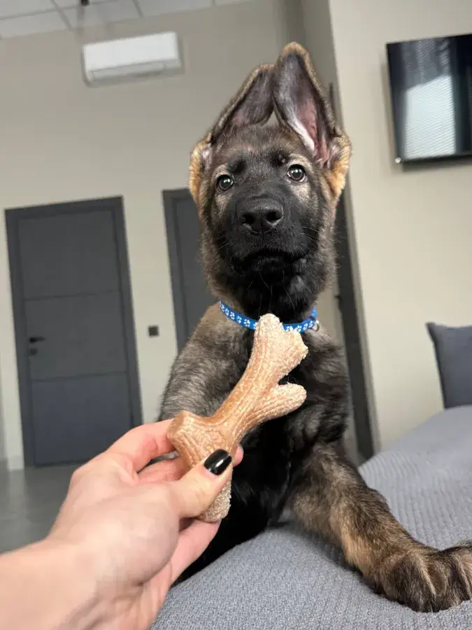 Как отучить щенка овчарки кусаться социализация