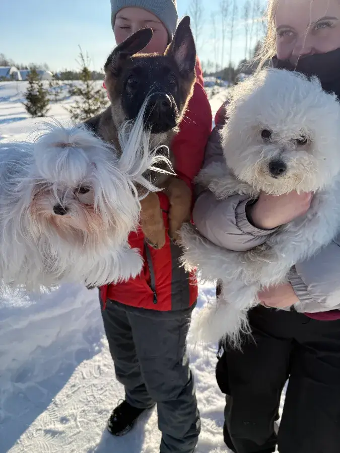 Как отучить щенка лаять на других собак на прогулке