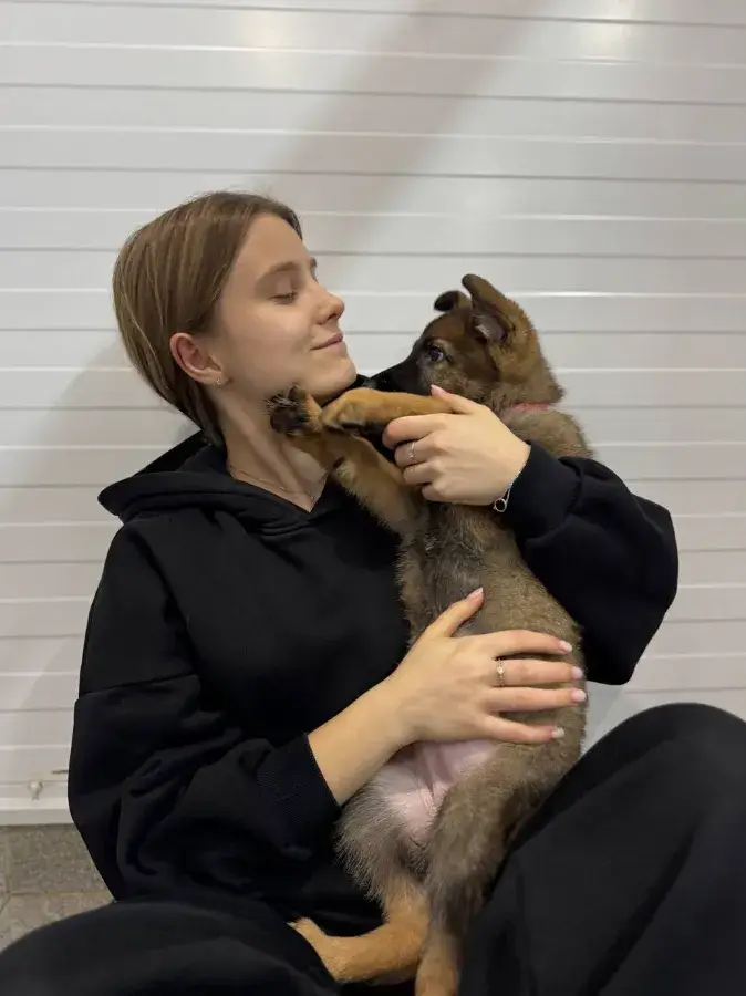 Чем кормить немецкую овчарку щенка 2 месяца