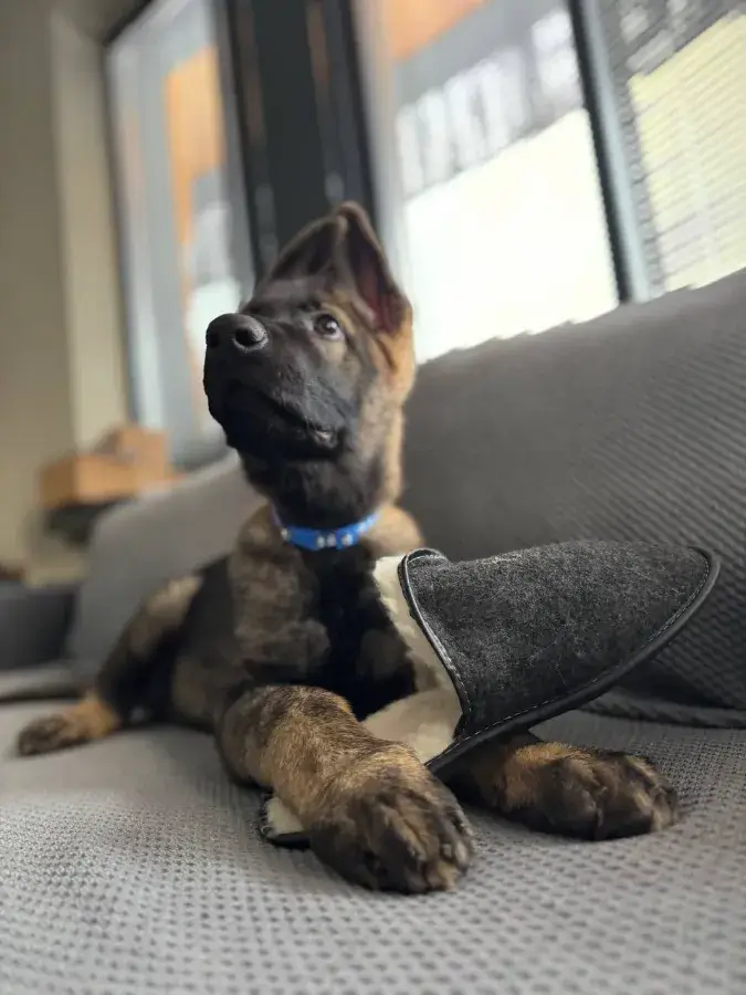 Воспитание и дрессировка овчарки в три месяца