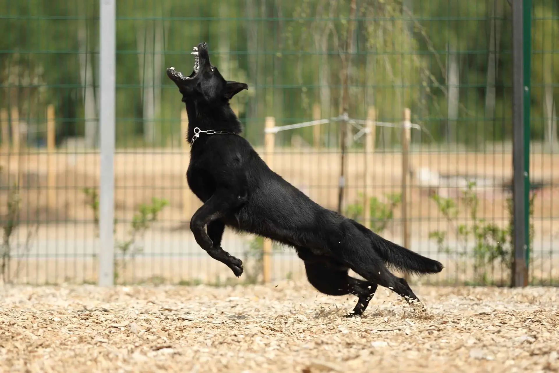 смена зубов у щенка немецкой овчарки и развитие челюсти