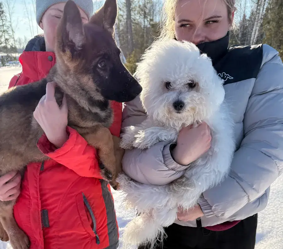 Как отучить овчарку лаять на других собак советы кинологов