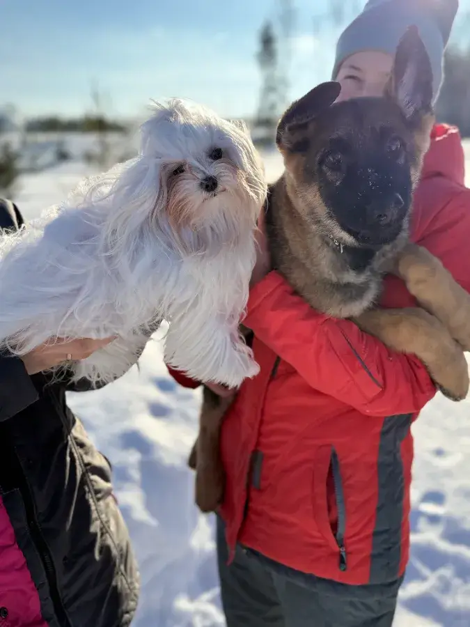Собака постоянно лает на других собак что делать