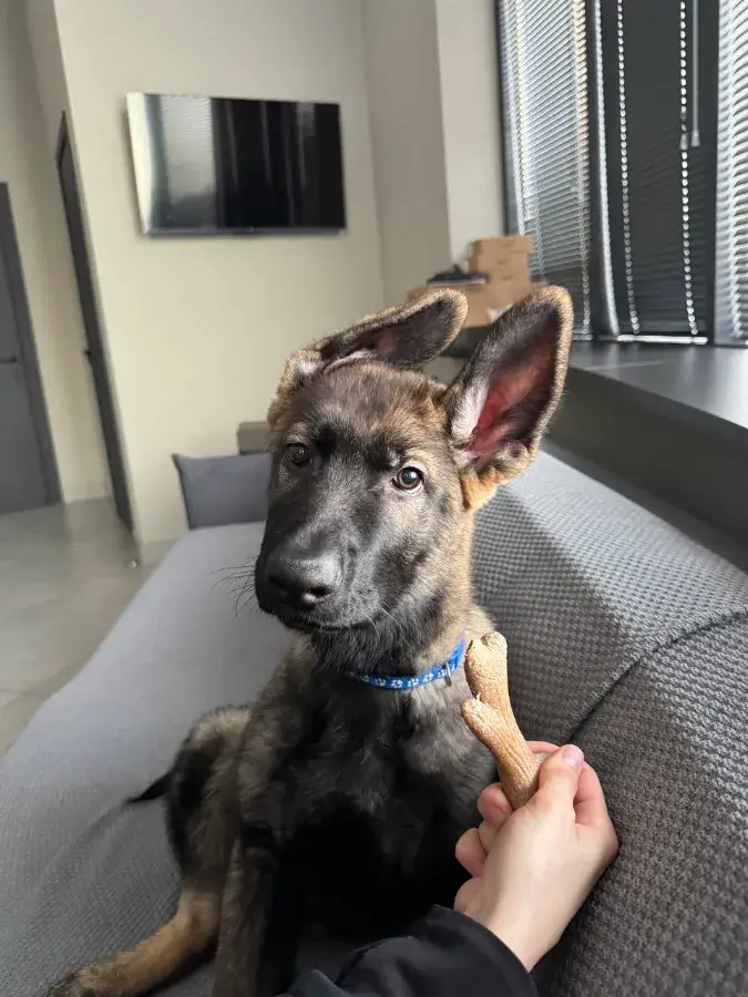 Как отучить щенка овчарки кусаться