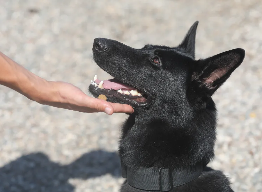 Собака тянет поводок на прогулке как отучить - команды и упражнения