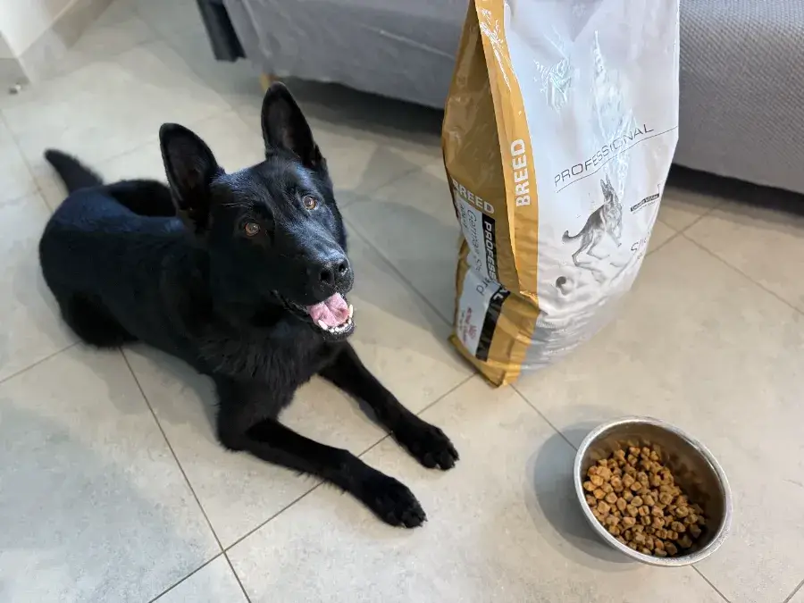 Какой должен быть состав корма для собак