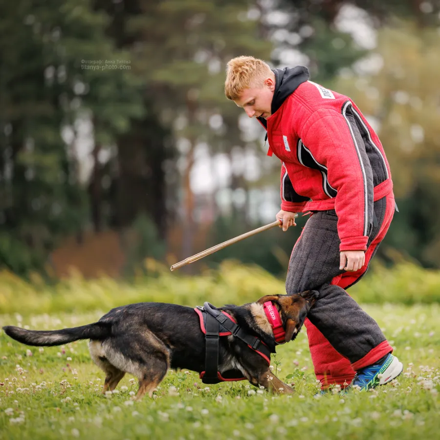 Виды спорта с собакой - аджилити для немецких овчарок