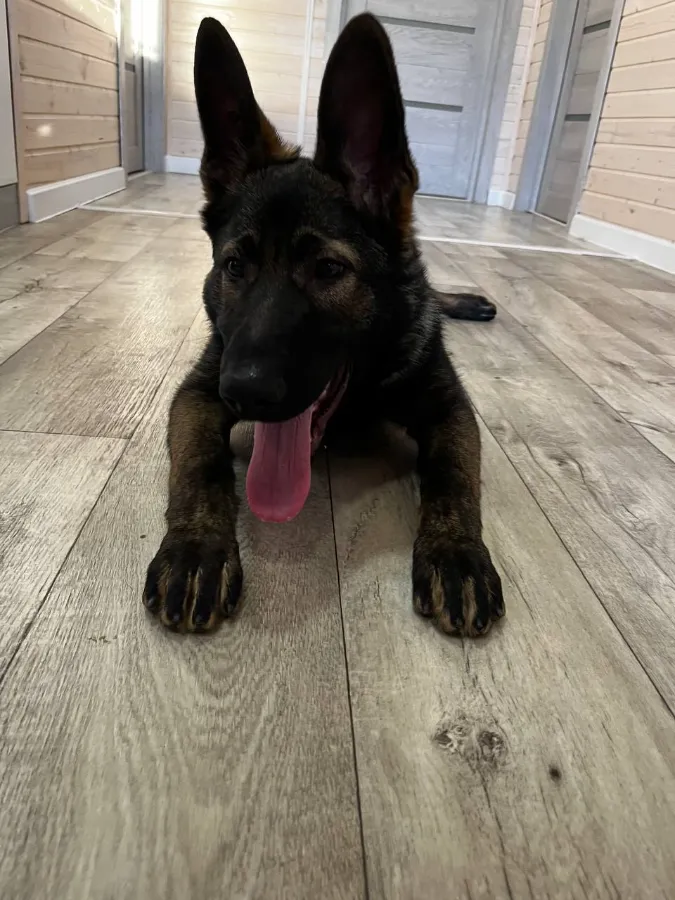 Тепловой удар у собак профилактика