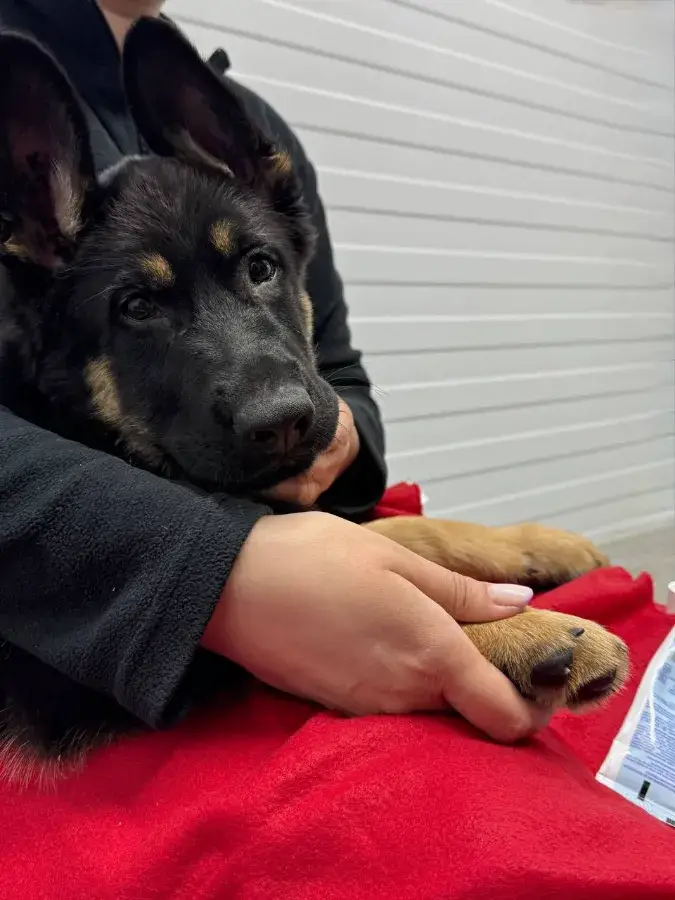 Как защитить лапы собаки от соли и реагентов ботинки и воск