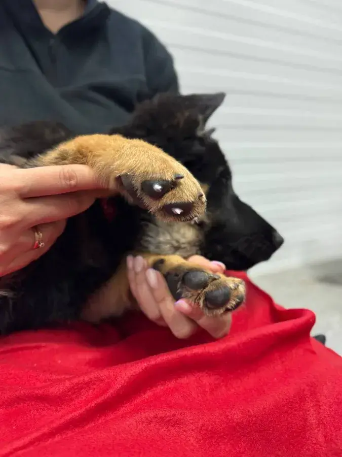 Подушечки лап у собаки трескаются что делать и как лечить