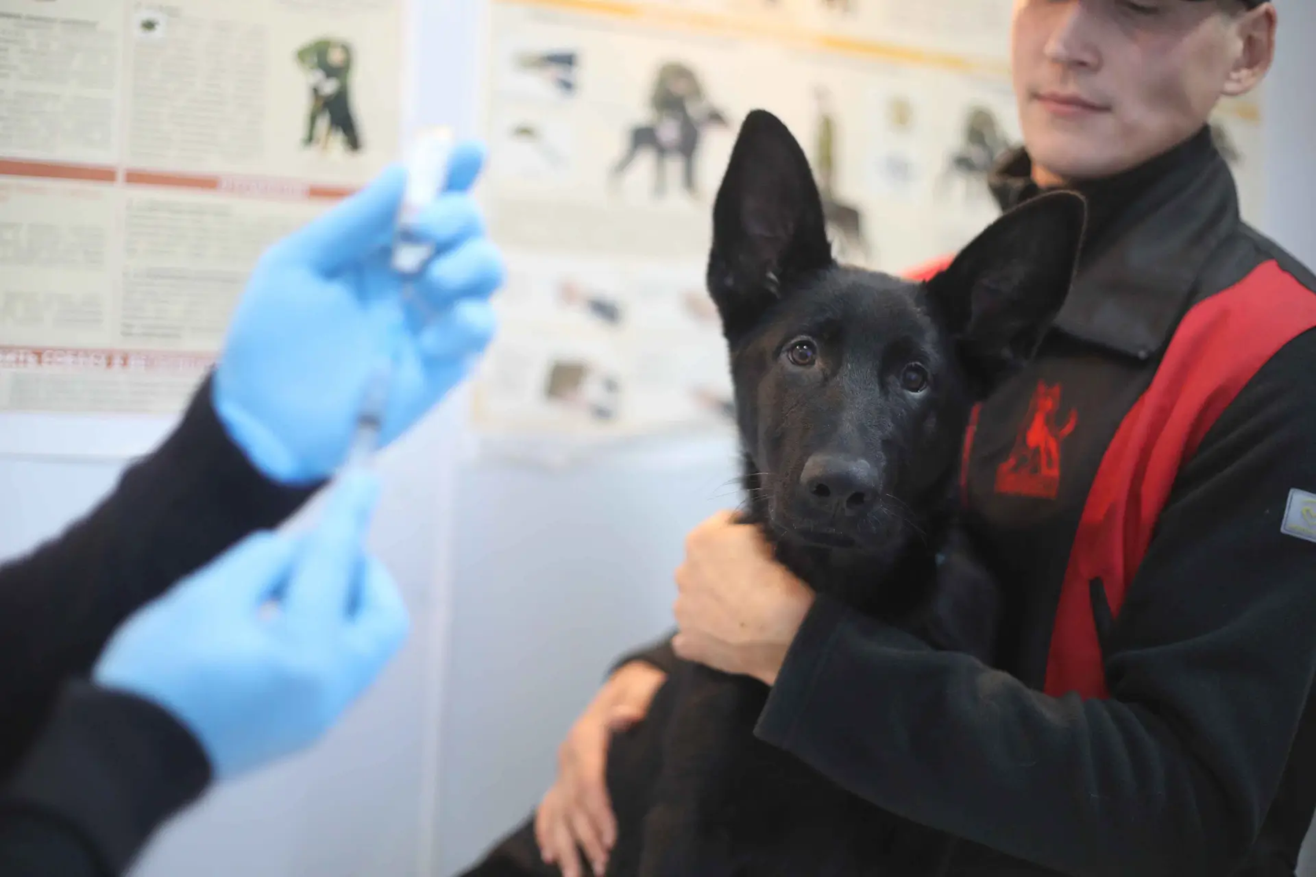 вакцинация как средство защиты собак от клещей