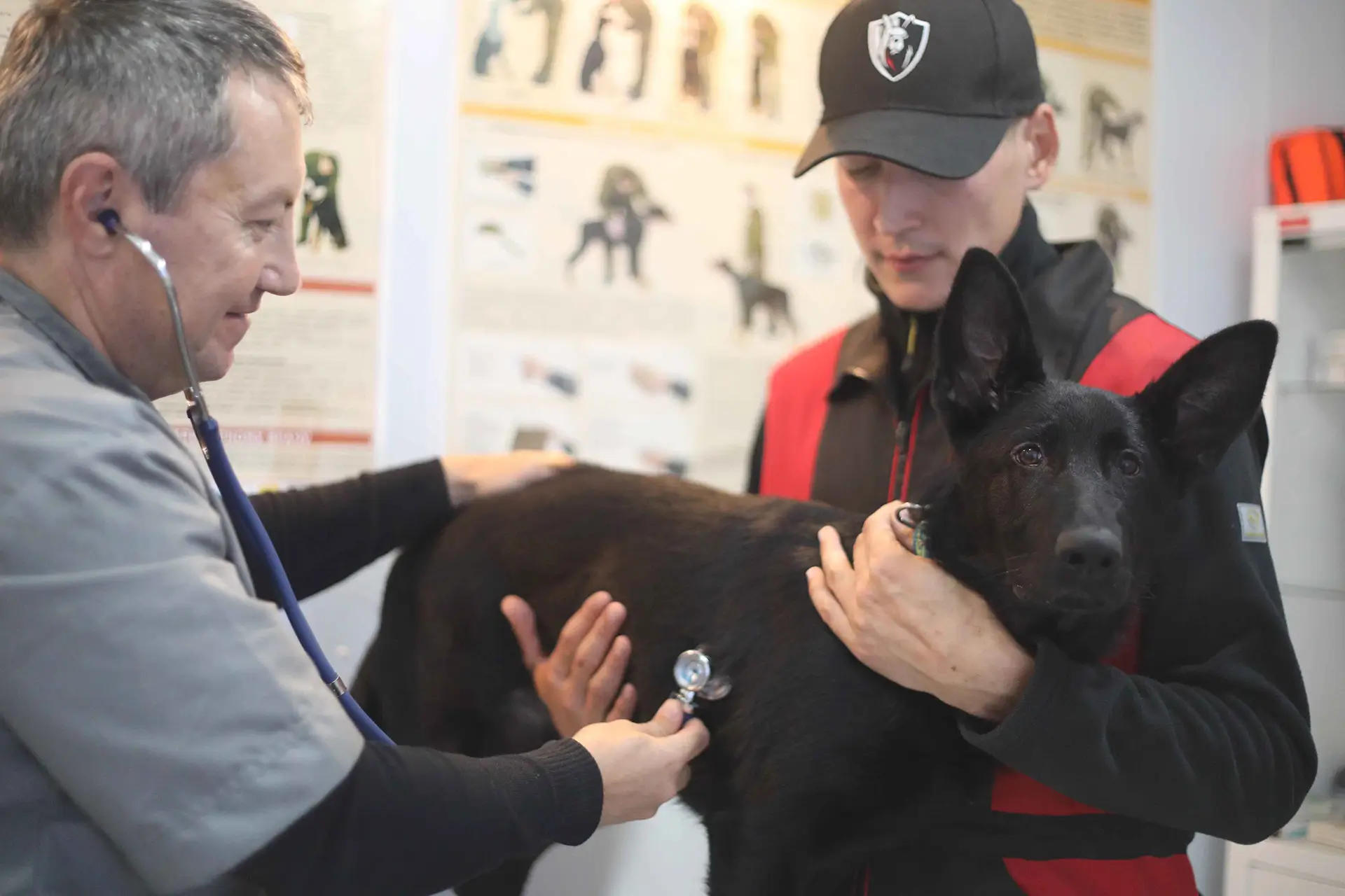 ветеринарный осмотр собаки для профилактики пироплазмоза