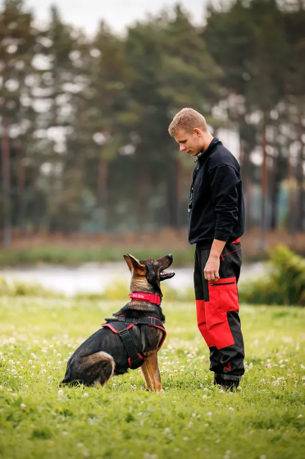 Спорт с собаками мондьоринг - универсальная дисциплина