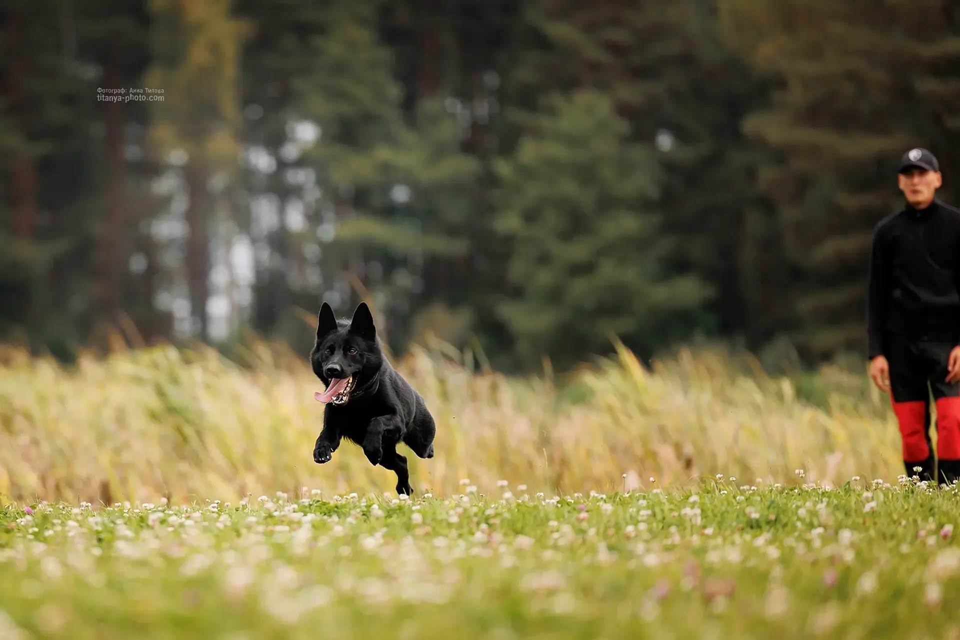выбор активного и здорового щенка в правильном возрасте