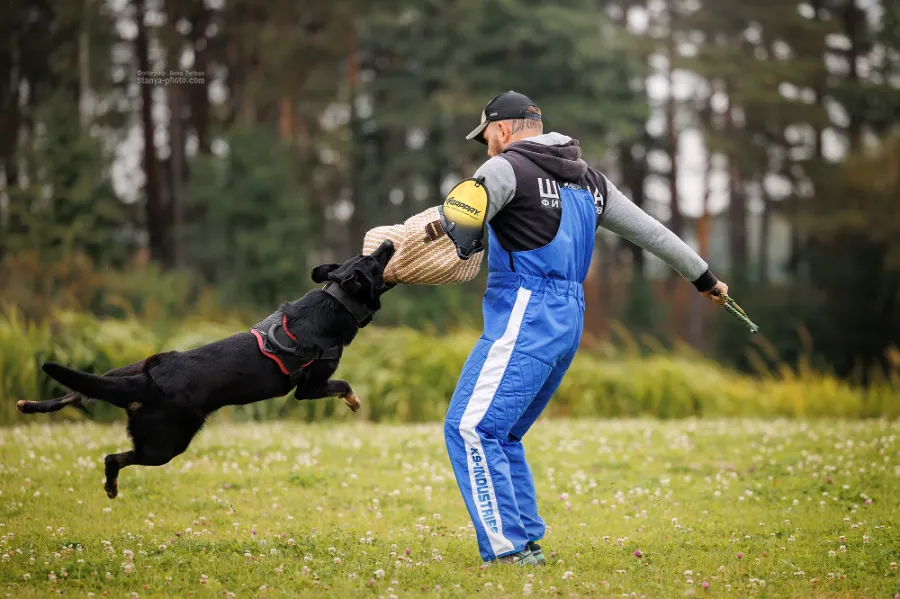 Собака на ЗКС: как расшифровывается ЗКС в кинологии и практическое применение