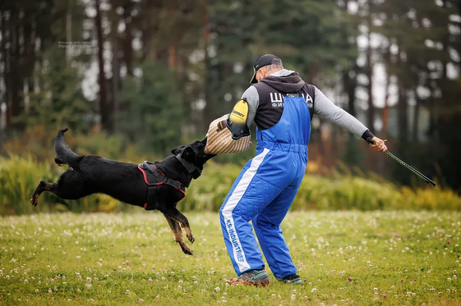 Что такое ЗКС для собак и породы для ЗКС на тренировке