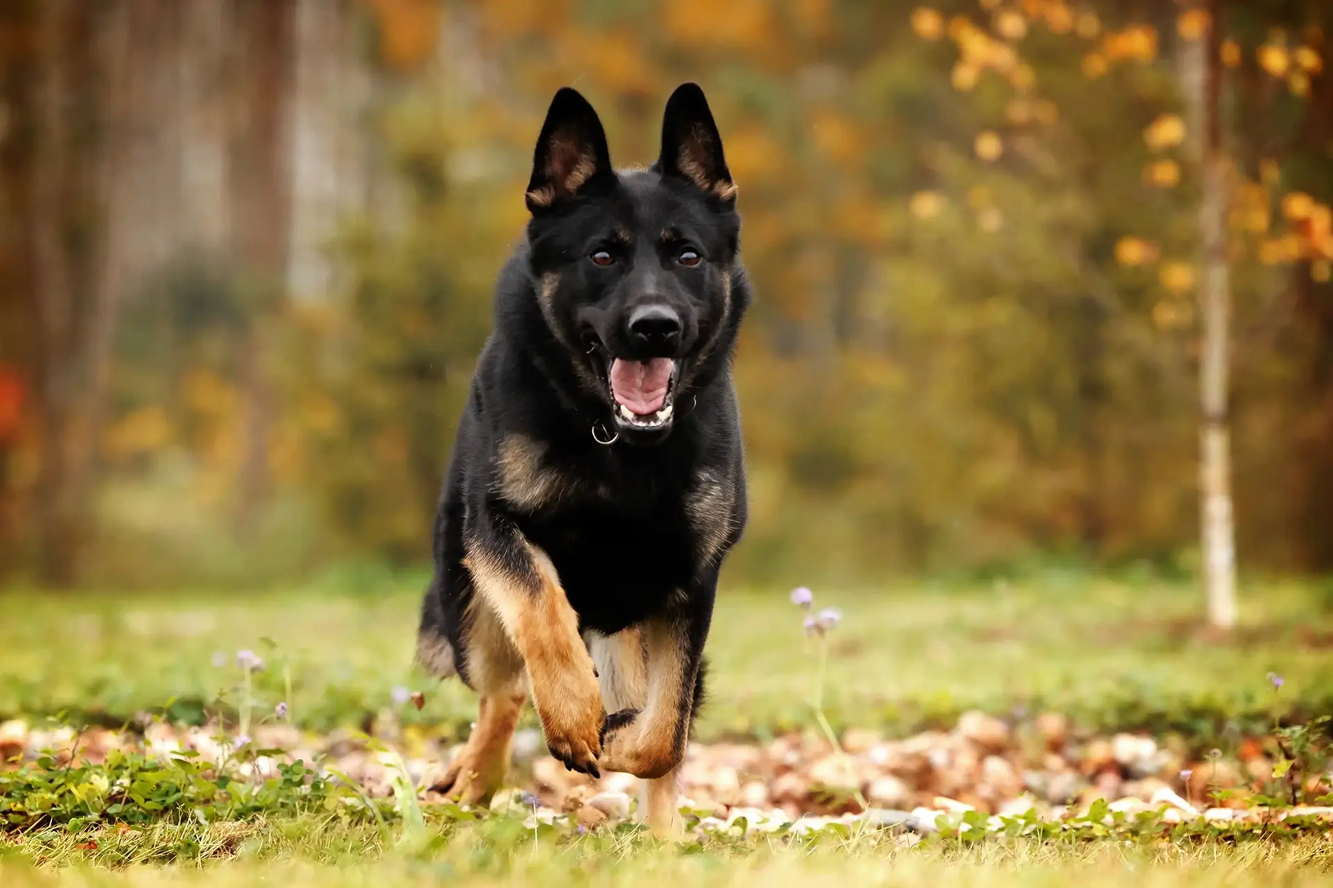 здоровая взрослая собака как результат правильного выбора щенка