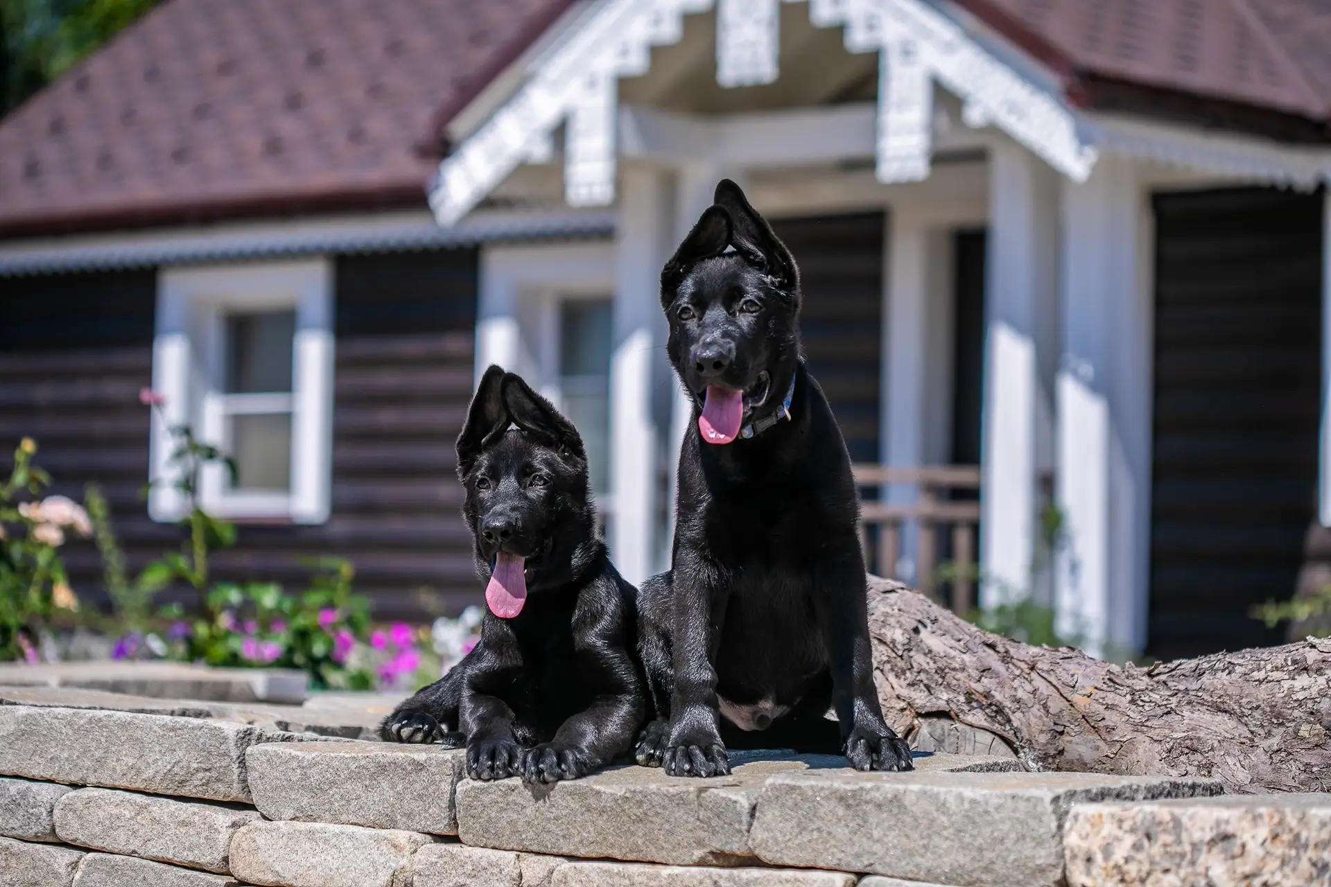 знакомство щенка с внешним миром