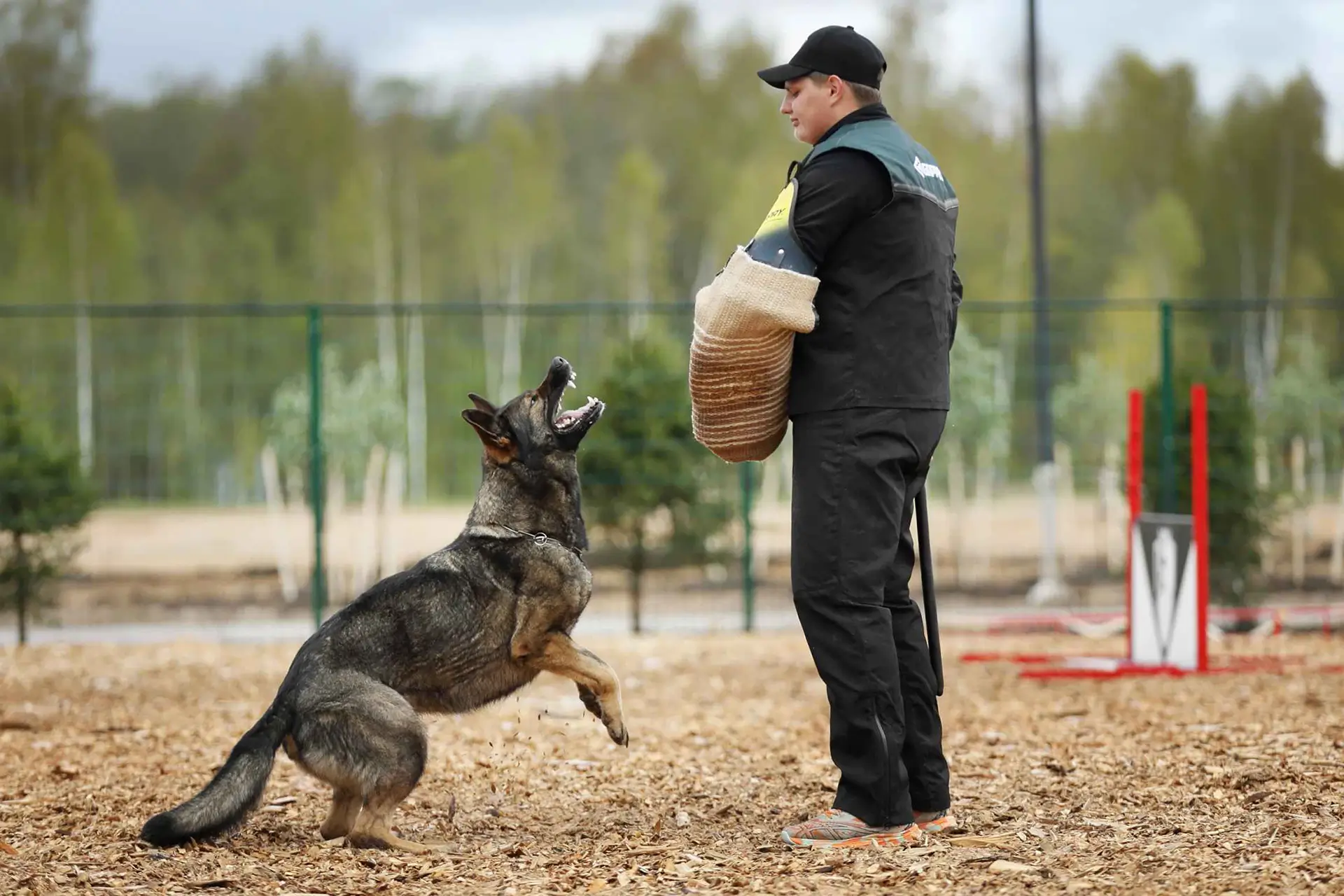 зубы немецкой овчарки и важность правильного прикуса для работы