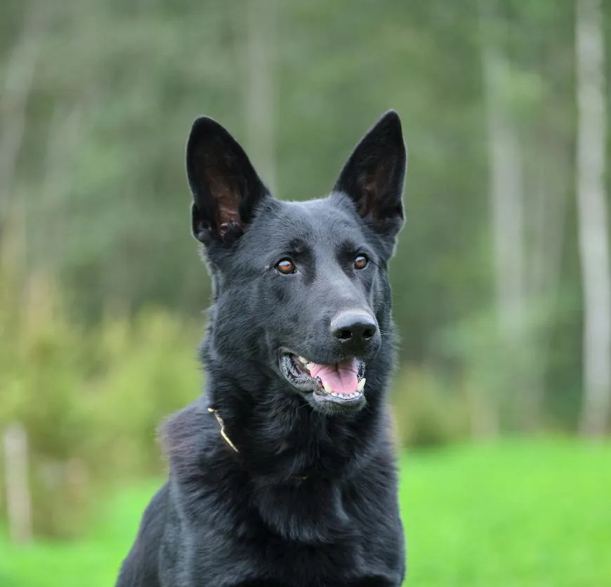 Valentino vom Warnemünder Moorgeist (Валдай)