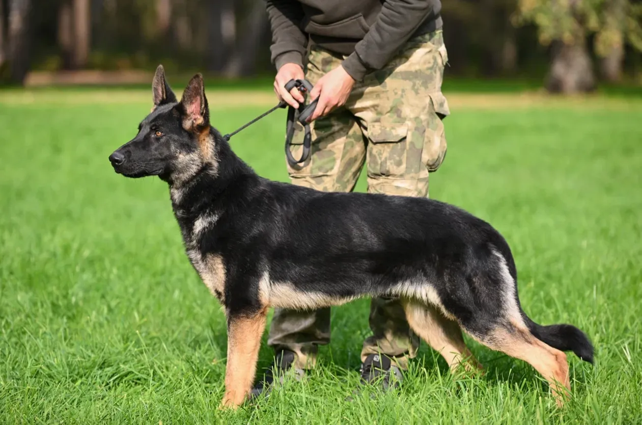 Kama vom Teufelsklan (Кама)