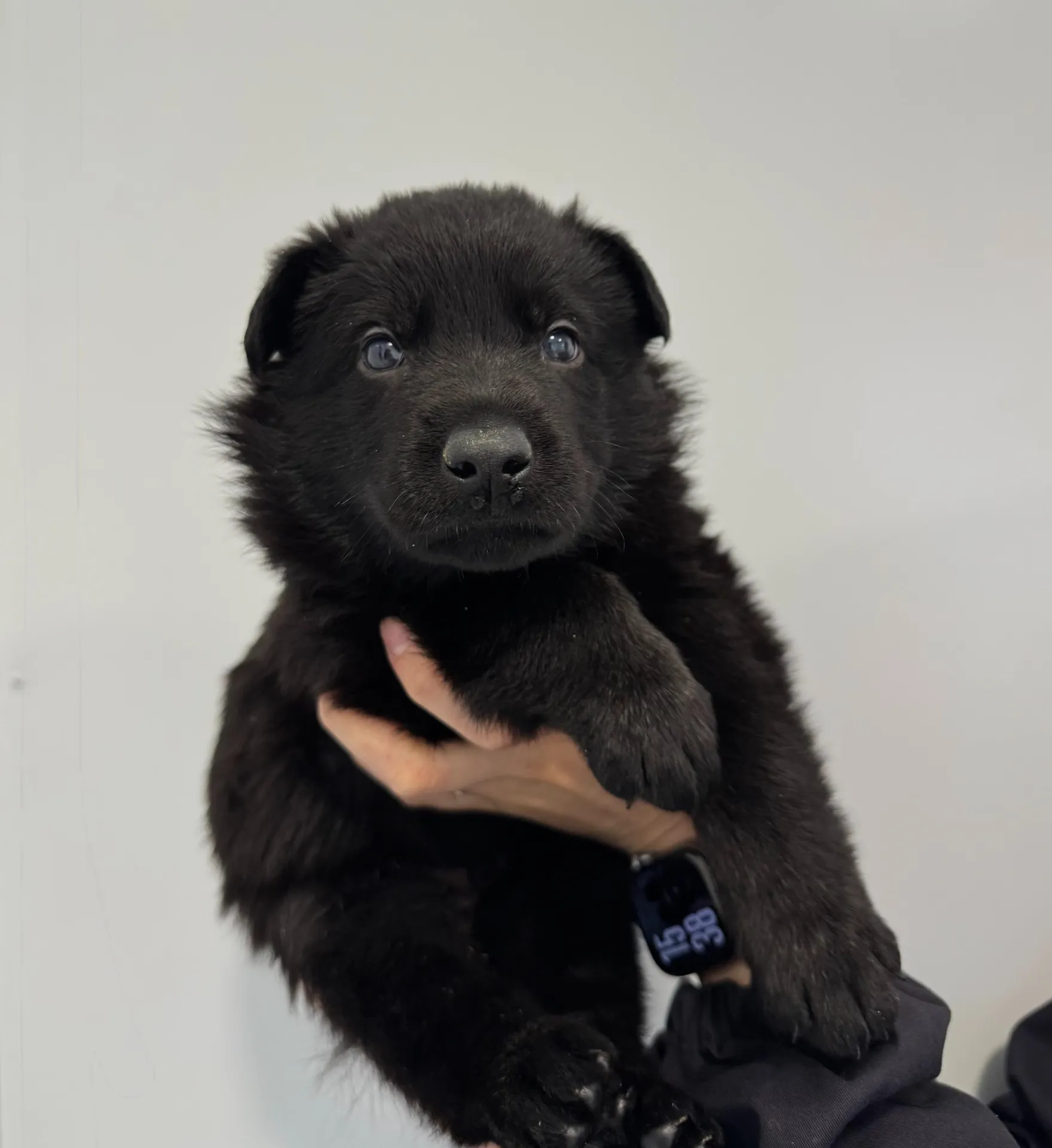 Фиолетовый AV-1