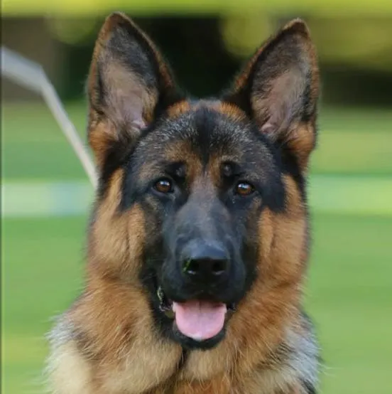 Eve von Aischtal Blick (Иви)