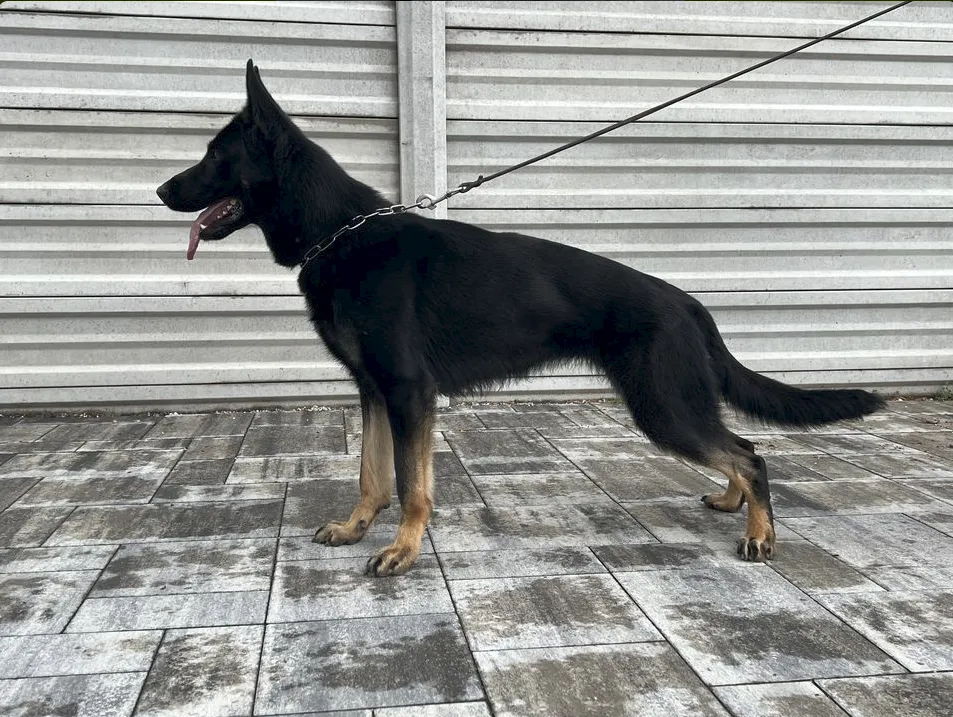 Karotka Polícia-Slovakia