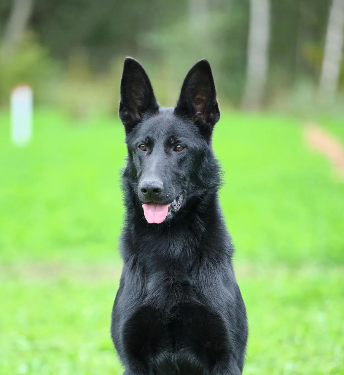 ГРАНАТА ЛЕГЕНДА ВОЛГИ