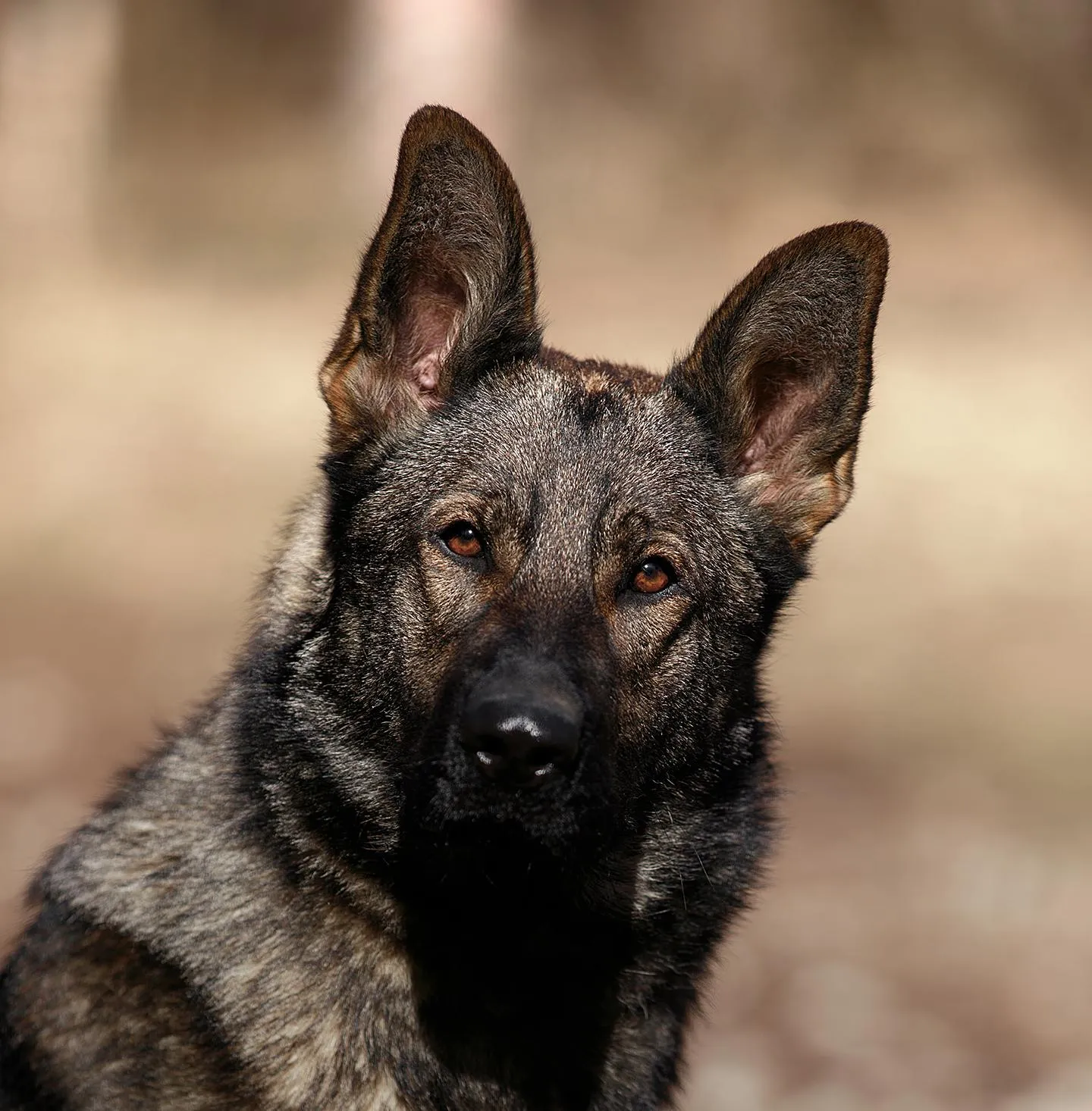 АНАПА ЛЕГЕНДА ВОЛГИ