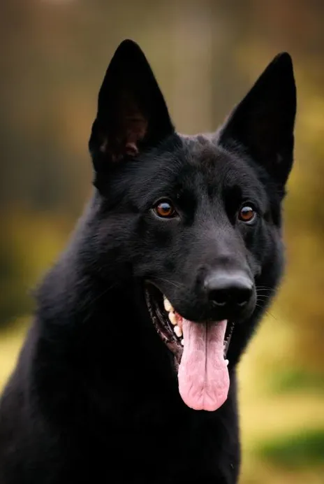 Lando von Ottilienstein (Ландо)