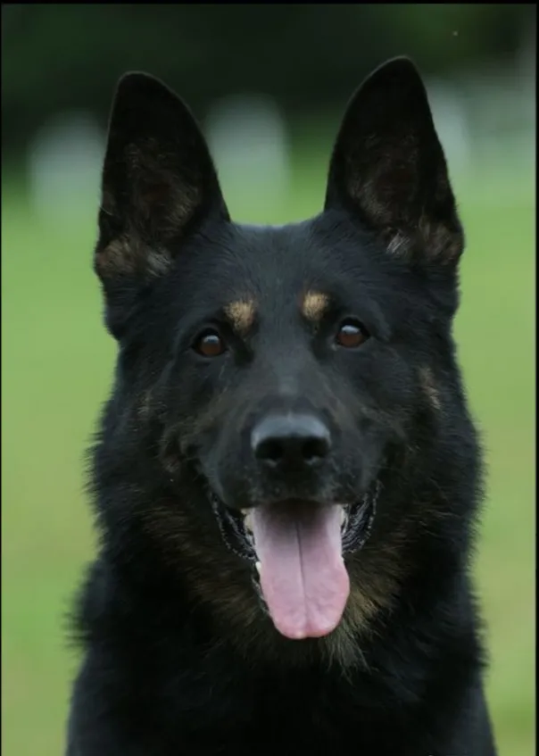 Ulf von Walshagen (Ульф)