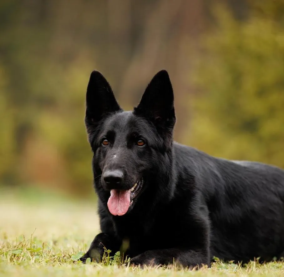 Fura Nokafi (Фура)