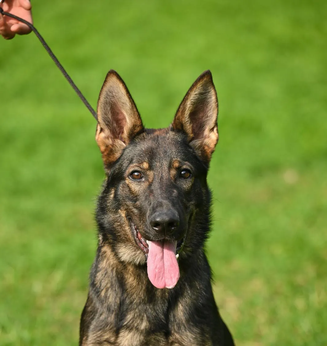 Verba von der Katze (Верба)